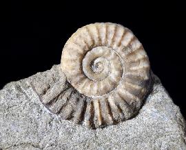 Arnioceras oppeli GUERIN-FRANIATTE 1966 - Bild © FossNet FossilienStore